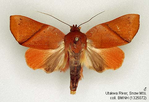 Papua Insects Foundation (Lepidoptera/Nolidae/Chloephorinae(Careini ...